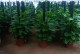 绿缧种植指南——从选址到收获的全过程