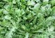 荠菜在家种植方法——简单实用的居家菜园技巧（打造新鲜健康的家庭菜园，享受自家种植的荠菜美味）