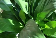 WhiteHandFlower（ExploringtheBeautyandMeaningbehindtheWhiteHandFlower）