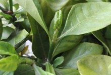 枝子花叶子发蔫怎么办？（换盆后的植物叶子发蔫该如何处理？）