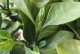 枝子花叶子发蔫怎么办？（换盆后的植物叶子发蔫该如何处理？）