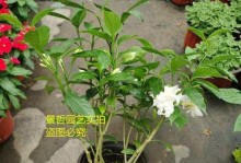 夏季怎么养殖丁香花（学会合理的浇水和施肥，打造美丽的花园）