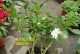 夏季怎么养殖丁香花（学会合理的浇水和施肥，打造美丽的花园）
