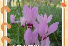 以夜来香浇水的正确方法（掌握浇水要领，打造娇艳夜来香）