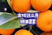 小金桔怎样养护好（小金桔养护技巧及注意事项）