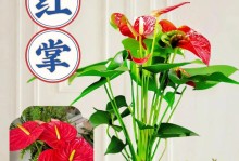 以水培怎么养好红掌（室内水培技巧与注意事项，水培红掌的养殖经验分享）