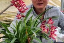 花盆换装，让过大的花恢复生机（打造舒适的家居环境，让花儿欢快成长）
