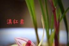 树兰花的养殖方法（学会正确的树兰花养殖技巧，打造美丽花园）