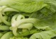 了解芥菜——一种既健康又美味的蔬菜（探究芥菜的分类、食用方法及营养价值）