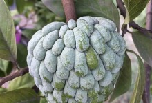 孕妇可以吃释迦种子吗？（释迦种子的营养价值及种植方法）