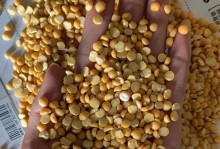 绿豆瓣变黄的原因及处理方法（绿豆瓣变黄可能是由于储藏条件不当所致）