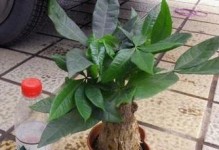 阿司匹林肠溶片可以浇花吗？（花盆里的小秘密，多了一种浇水方式）