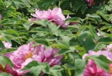 牡丹——国花之王（探寻牡丹的世界）