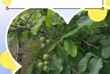 核桃树不开花的原因（探究核桃树生长与开花的关系）