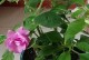 梅花最佳肥料大揭秘（掌握这个关键诀窍，你的梅花绽放更美丽）