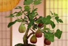 五花果的盆栽养护技巧（打造美丽多肉的盆景艺术）