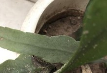 昙花的叶子总端现象解析（昙花的叶子为何总是朝同一方向生长？-生长方向）