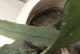 昙花的叶子总端现象解析（昙花的叶子为何总是朝同一方向生长？-生长方向）