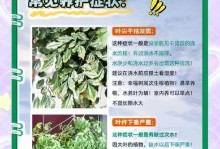 冬季幸福树的护理指南（让你的幸福树在寒冷冬季依旧充满生机）