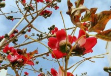 将军棒开花时间和特点（探究将军棒的开花周期和美丽花朵）