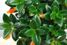 袋鼠花养殖全攻略