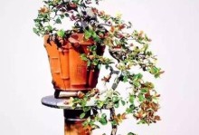 盆栽木棉花的养护技巧（打造枝繁叶茂、花期长久的盆栽木棉花）