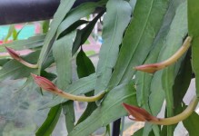 昙花巨高之谜（揭秘昙花长得太高的原因及影响）