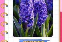 风信子花枯萎怎么处理？（教你有效挽救枯萎的风信子花）