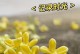 解读桂花花语（从传统文化到现代意义）