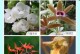 兰花的品种及特点（探索世界上最常见的兰花品种及其魅力）