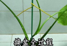 龟背竹夏季扦插的技巧与注意事项（掌握关键环节，助力龟背竹繁衍生息）