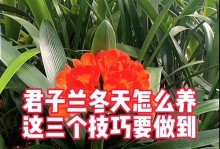 冬天如何保护君子兰免于冻死？（寒冬将至，掌握这些关键方法，让君子兰度过冬天的寒冷）