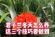 冬天如何保护君子兰免于冻死？（寒冬将至，掌握这些关键方法，让君子兰度过冬天的寒冷）