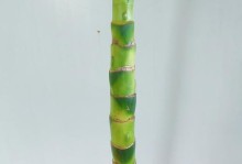 以花叶万年青的繁殖方法及技巧（探索以花叶万年青繁殖的关键步骤与要点）