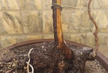 黄栌室内养护指南（让室内更具生机的多肉植物——黄栌）