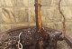 黄栌室内养护指南（让室内更具生机的多肉植物——黄栌）