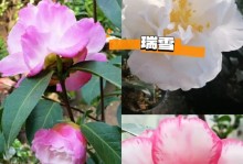 茶花开花周期：探究茶花一年开花的周期