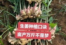 生姜盆栽种植的方法与技巧（如何在家里种植生姜盆栽，让你轻松享受新鲜生姜的好处）