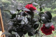 茶花是否能晒太阳？（探究茶花喜欢的光照条件）