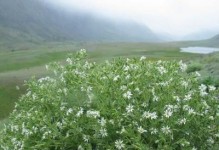 繁缕草——田野里的小清新（探秘繁缕草的形态、生长环境与用途）