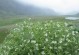 繁缕草——田野里的小清新（探秘繁缕草的形态、生长环境与用途）