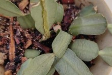 蟹爪兰的枯萎与抢救措施（如何挽救打蔫的蟹爪兰）