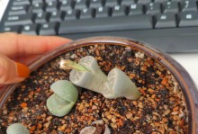以屁股花开花后怎么养——解密花卉养护技巧（用心呵护让屁股花绽放绚丽的色彩）