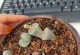 以屁股花开花后怎么养——解密花卉养护技巧（用心呵护让屁股花绽放绚丽的色彩）