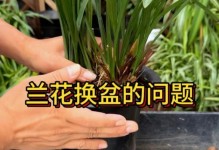 兰花换盆全攻略（以换盆兰花怎么处理为主题写的全面指南）