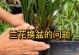 兰花换盆全攻略（以换盆兰花怎么处理为主题写的全面指南）