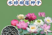 以碗莲怎么泡种子（繁育健康碗莲种子的方法与技巧）