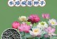 以碗莲怎么泡种子（繁育健康碗莲种子的方法与技巧）