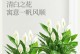 白掌花变绿了，该如何处理？（保护植物的生长状态及恢复方法）