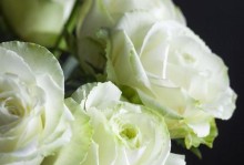 花毛茛的养殖方法与养护要点（打造花园的绚丽花卉——花毛茛）
